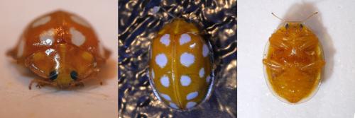 Réf. 276 175 : Halyzia sedecimguttata